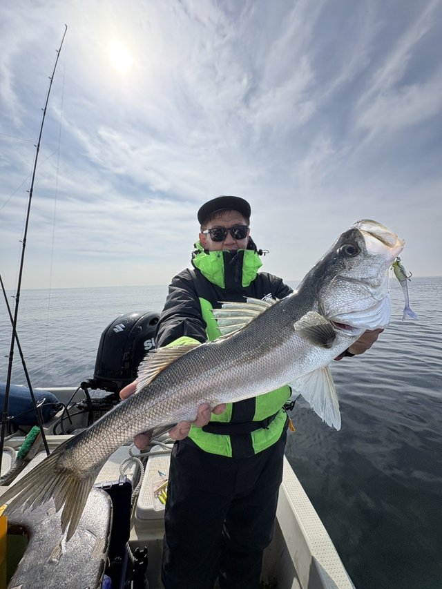 シーバス(スズキ)