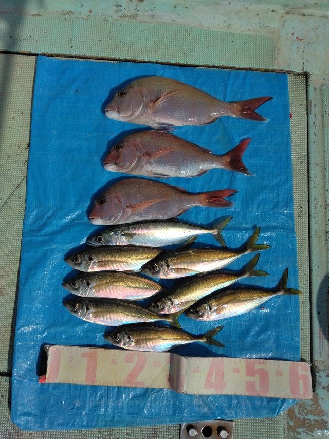 マダイ・マアジ・マサバ