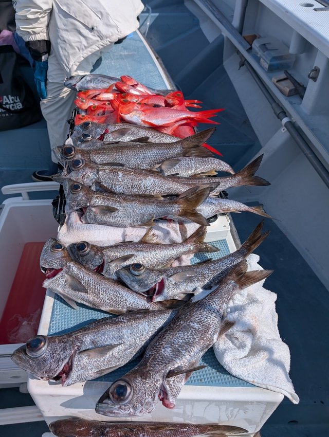 クロムツ・キンメダイ