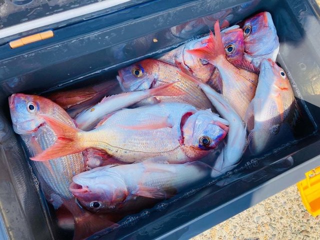 ハナダイ(チダイ)