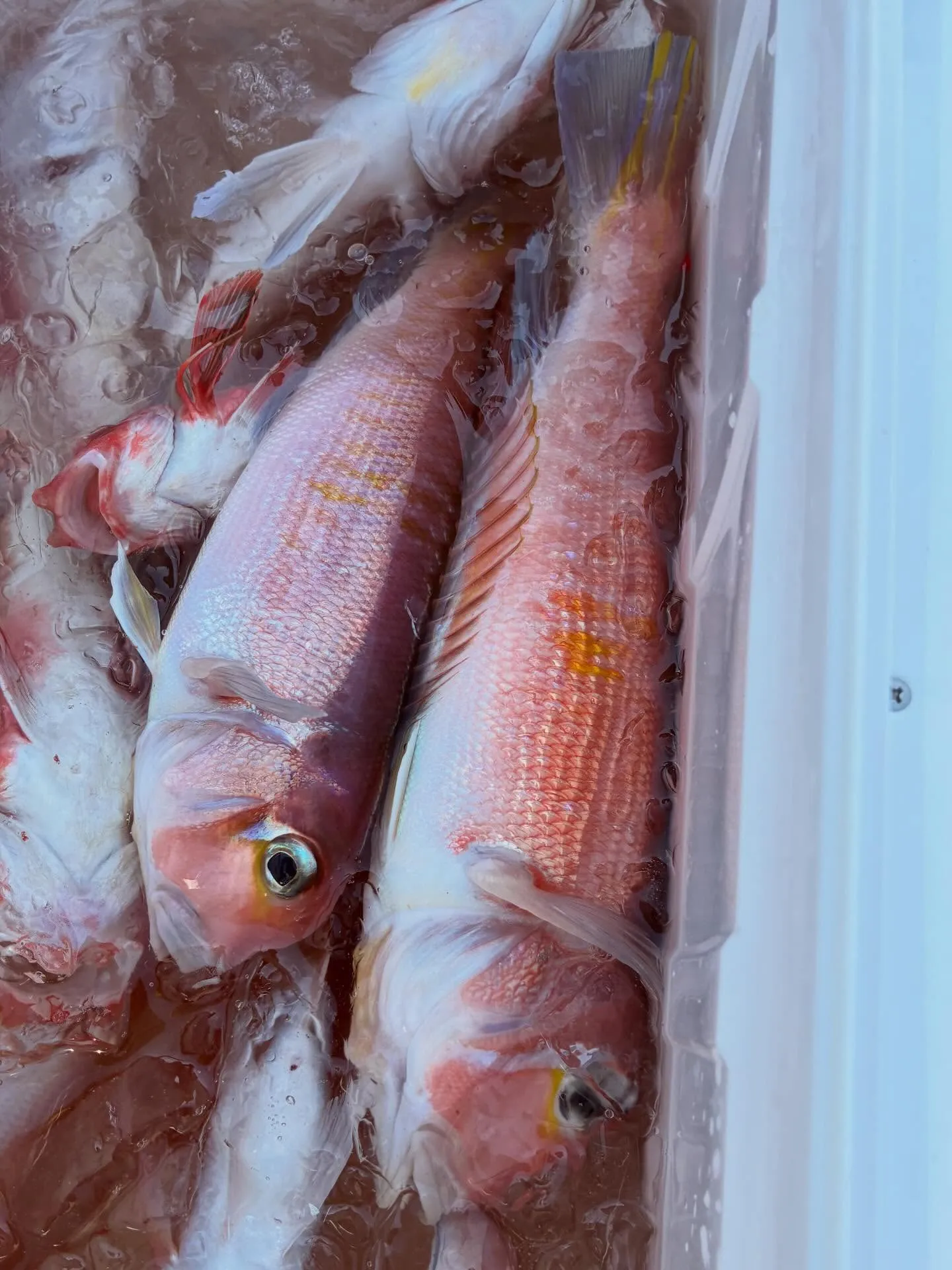 アマダイ(アカアマダイ)