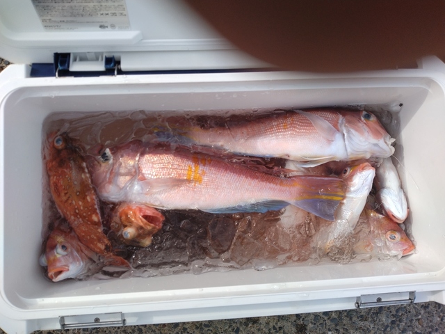 アマダイ(アカアマダイ)