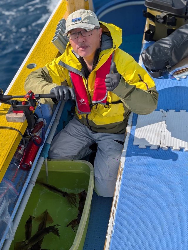 スルメ(スルメイカ)