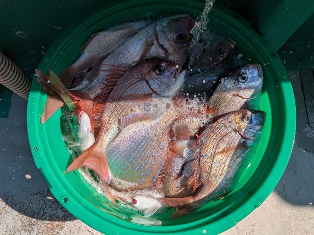 ハナダイ(チダイ)