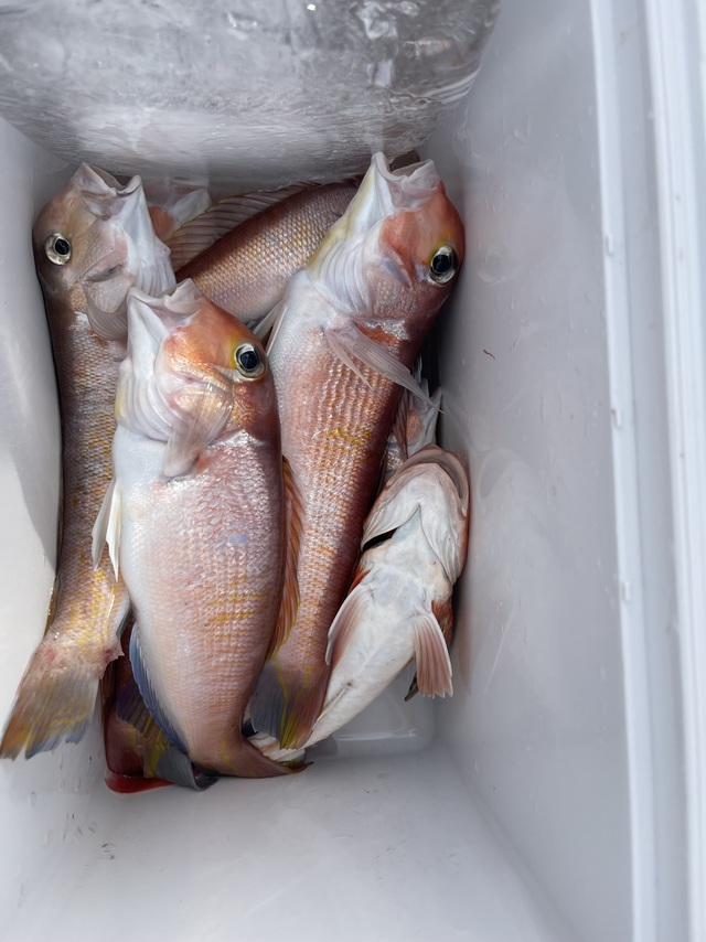 アマダイ(アカアマダイ)