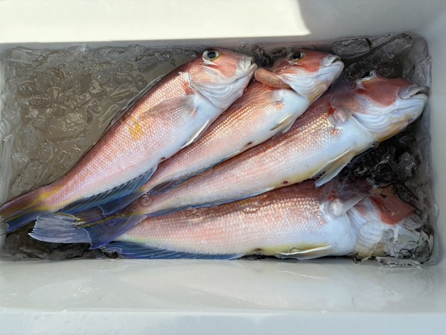 アマダイ(アカアマダイ)