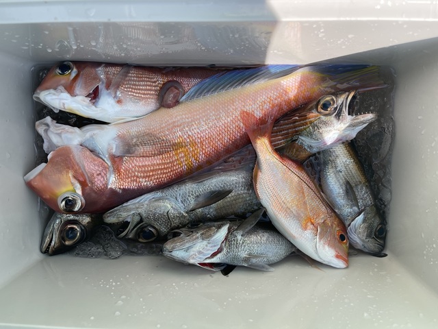 アマダイ(アカアマダイ)・クロムツ