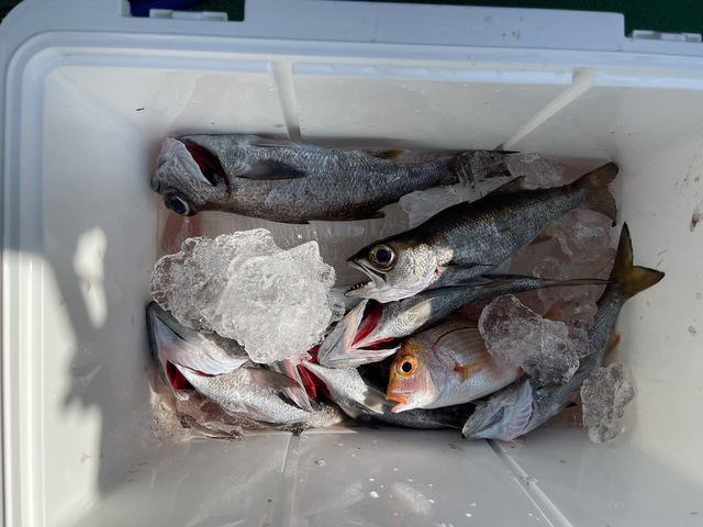 アマダイ(アカアマダイ)・クロムツ