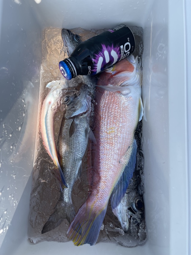 アマダイ(アカアマダイ)・クロムツ