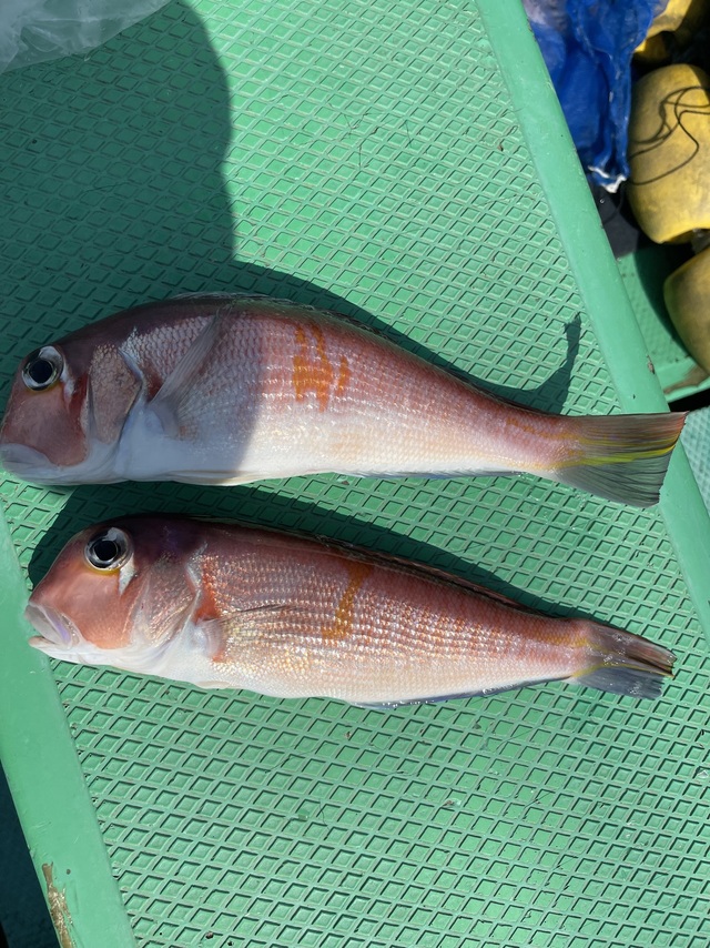 アマダイ(アカアマダイ)