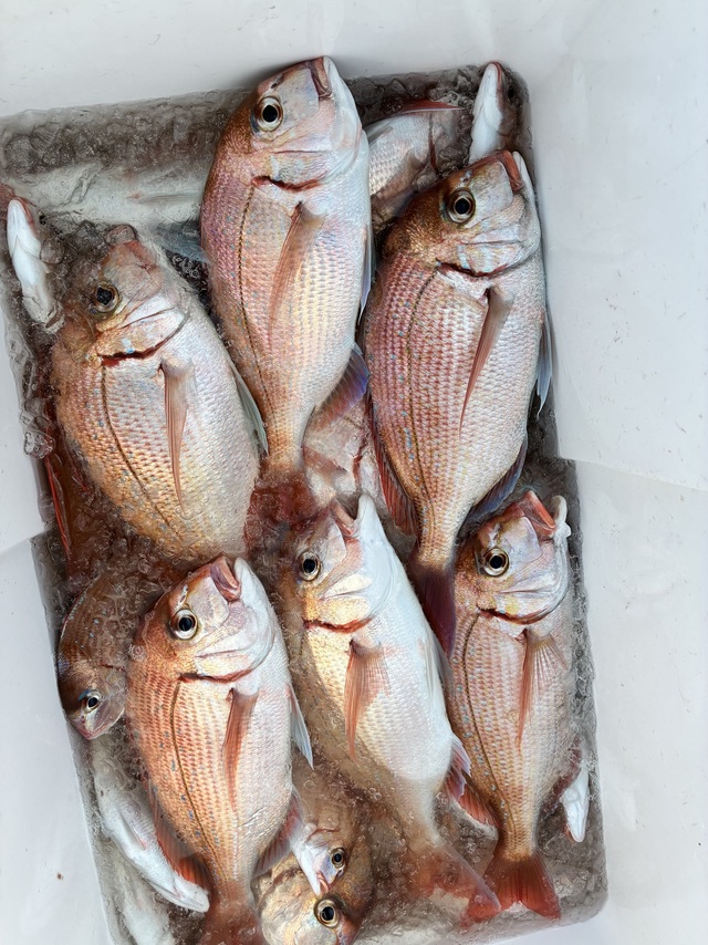 ハナダイ(チダイ)