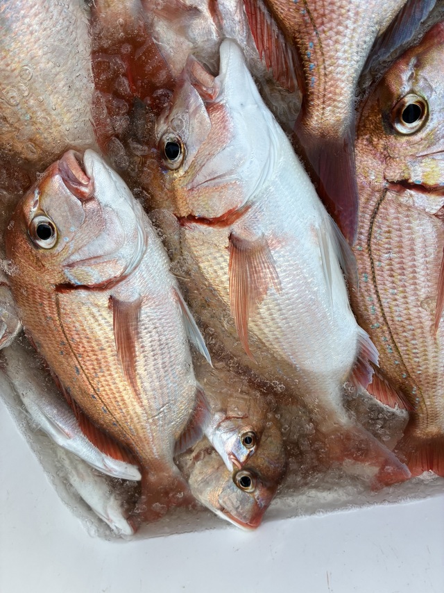 ハナダイ(チダイ)