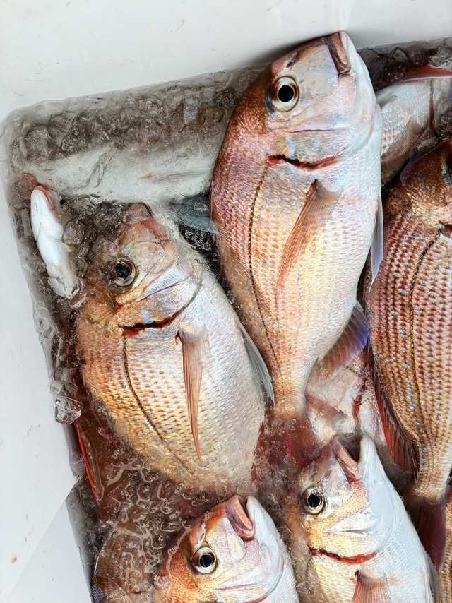 ハナダイ(チダイ)