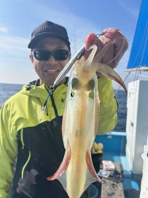 マルイカ(ケンサキイカ)