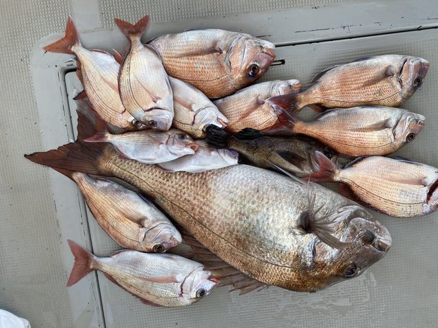 マダイ・チダイ・メバル