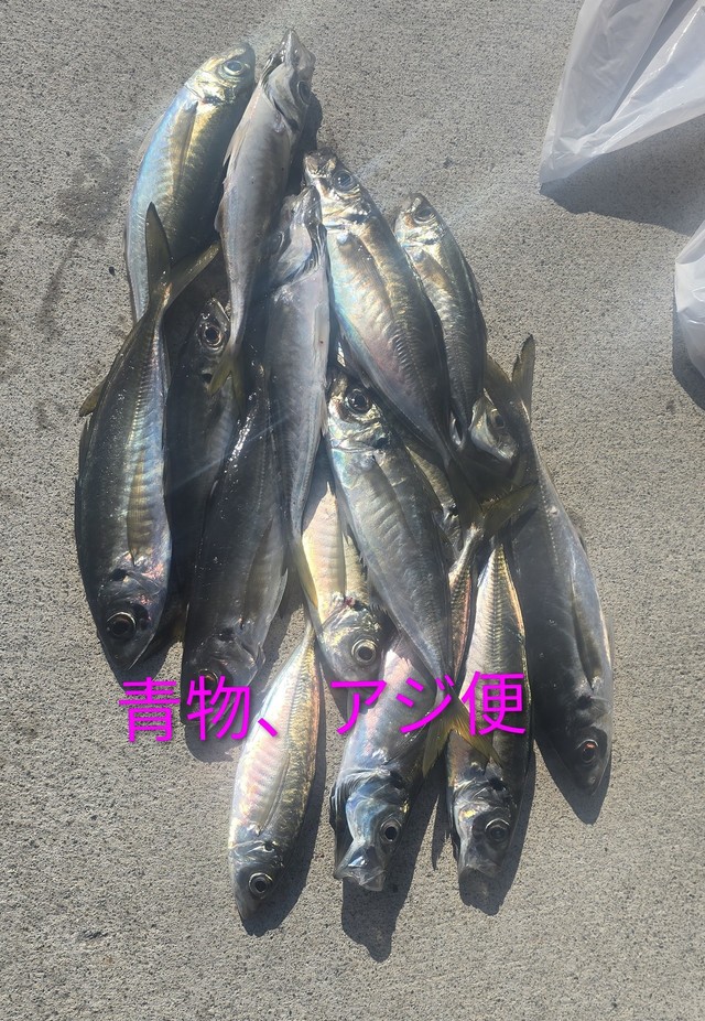 アジ(マアジ)