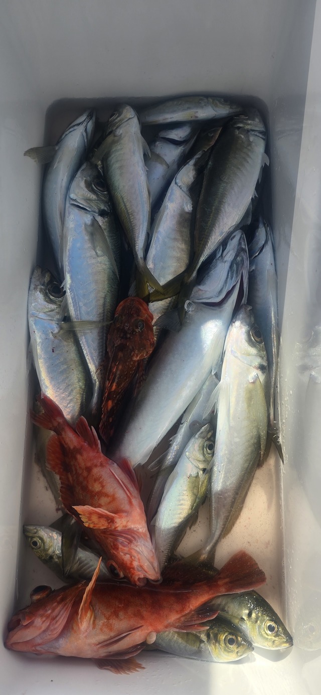 アジ(マアジ)・サバ(マサバ)