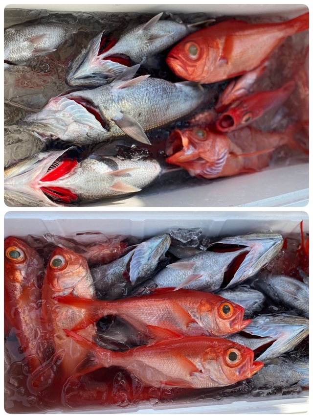 クロムツ・キンメ(キンメダイ)