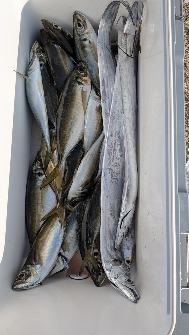 アジ(マアジ)・タチウオ