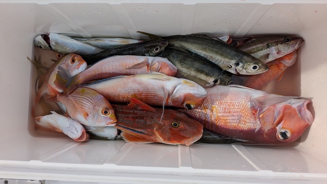 アジ(マアジ)・アカアマダイ