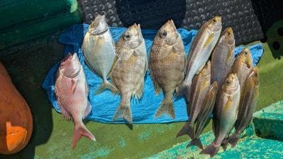 マダイ・カイワリ・メイチ(ハマフエフキ)・イサキ