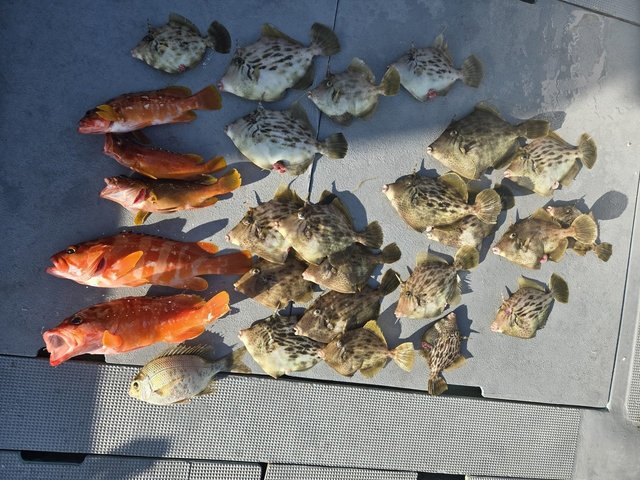 アカハタ・カワハギ