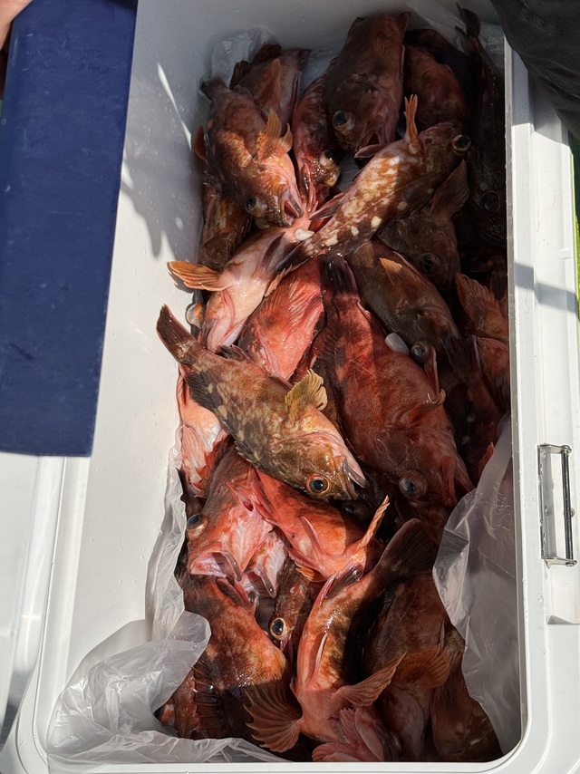 ガシラ(カサゴ)