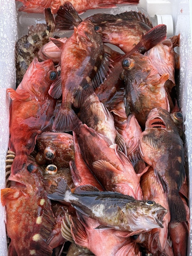 ガシラ(カサゴ)