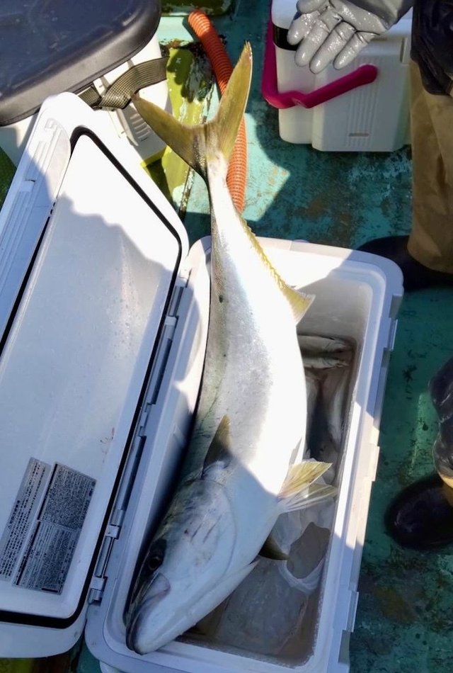 アジ(マアジ)・ブリ