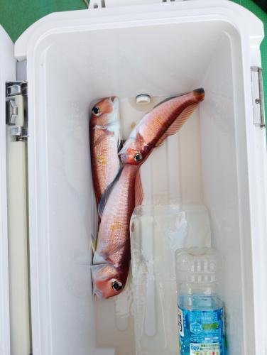 アマダイ(アカアマダイ)