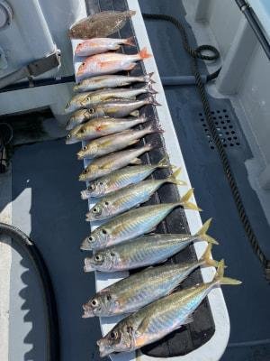 ハナダイ(チダイ)・ヒラアジ(マアジ)・イサキ・ヒラメ