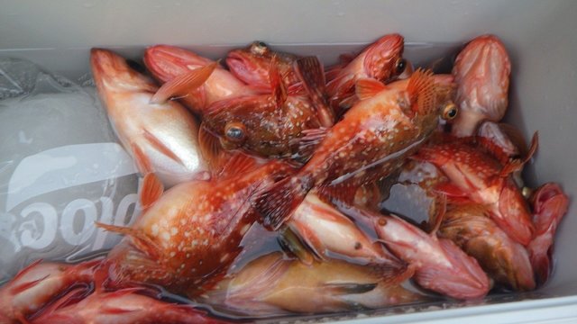 キジハタ・ウッカリカサゴ・オキメバル(ウスメバル)