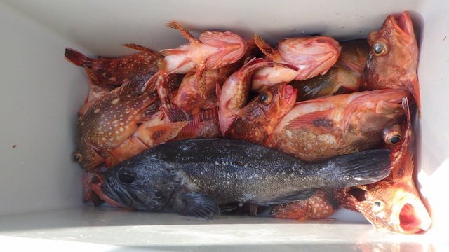 クロソイ・ウッカリカサゴ