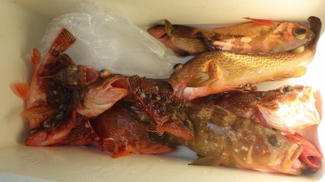 キジハタ・ウッカリカサゴ