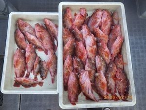 カサゴ