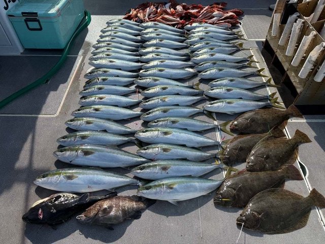 マハタ・ハマチ(ブリ)・ホウボウ・ヒラメ