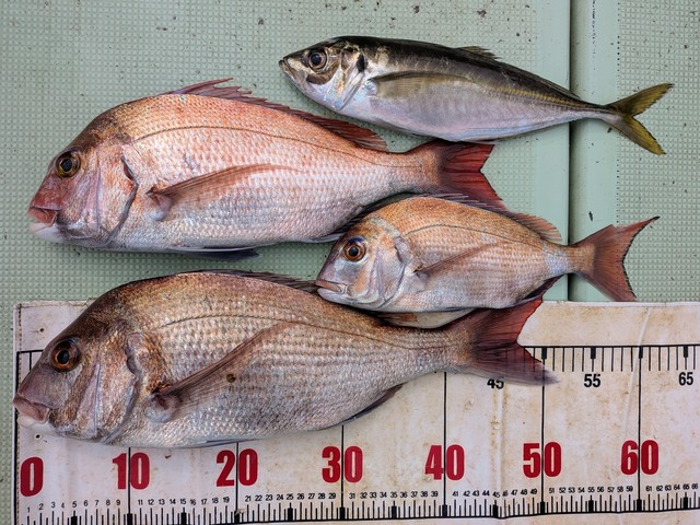 タイ(マダイ)・アジ(マアジ)