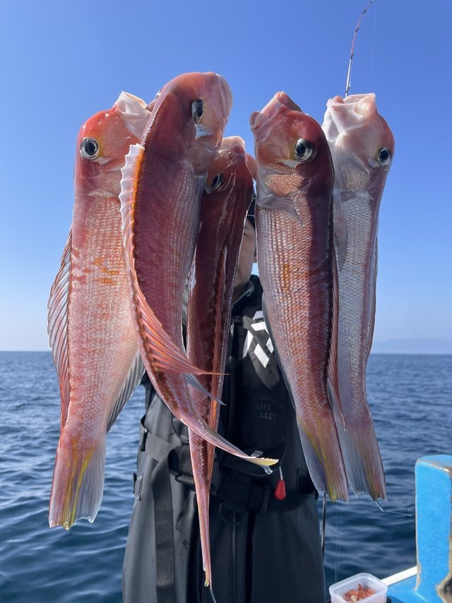 アマダイ(アカアマダイ)