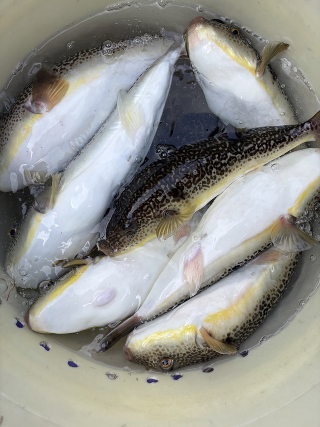 フグ(ショウサイフグ)