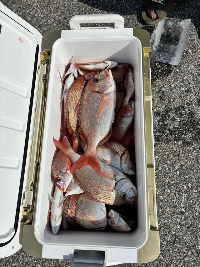 ハナダイ(チダイ)