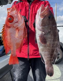 マハタ・キントキ(チカメキントキ)