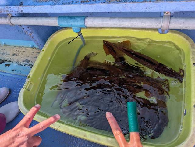 スルメ(スルメイカ)