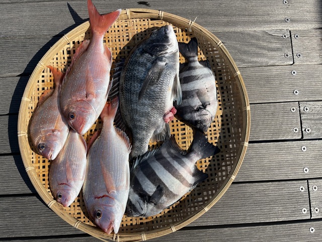 マダイ・ハナダイ(チダイ)・クロダイ・イシダイ