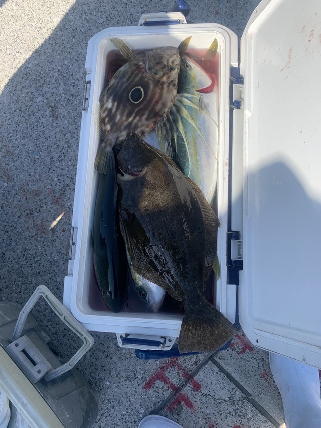 イナダ(ブリ)・ヒラメ