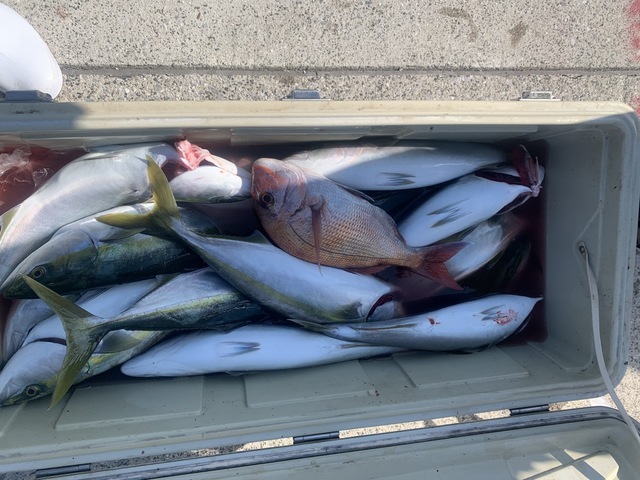 マダイ・イナダ(ブリ)