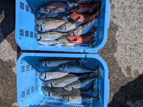 アジ(マアジ)・ガシラ(カサゴ)