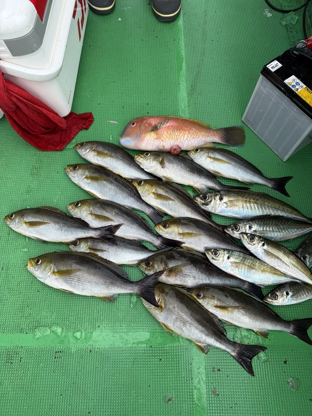 マアジ・イサギ(イサキ)