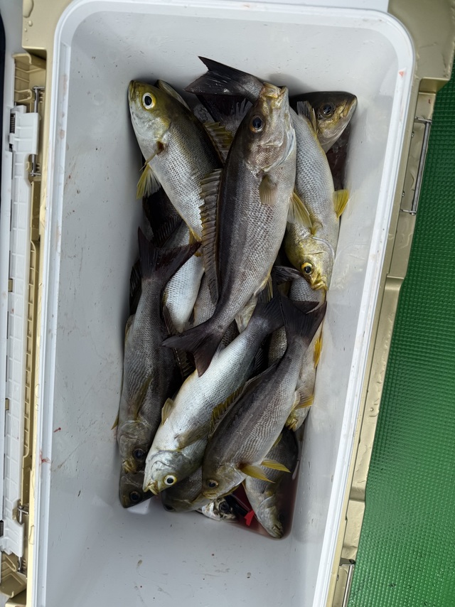 イサギ(イサキ)