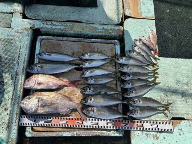 マダイ・マアジ・マサバ