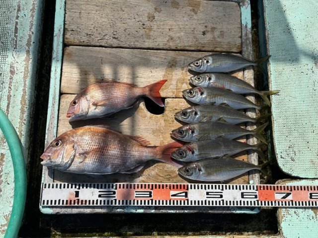 マダイ・マアジ